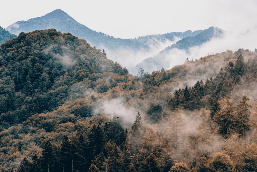 Coniferous trees in forest or woodlands at fall