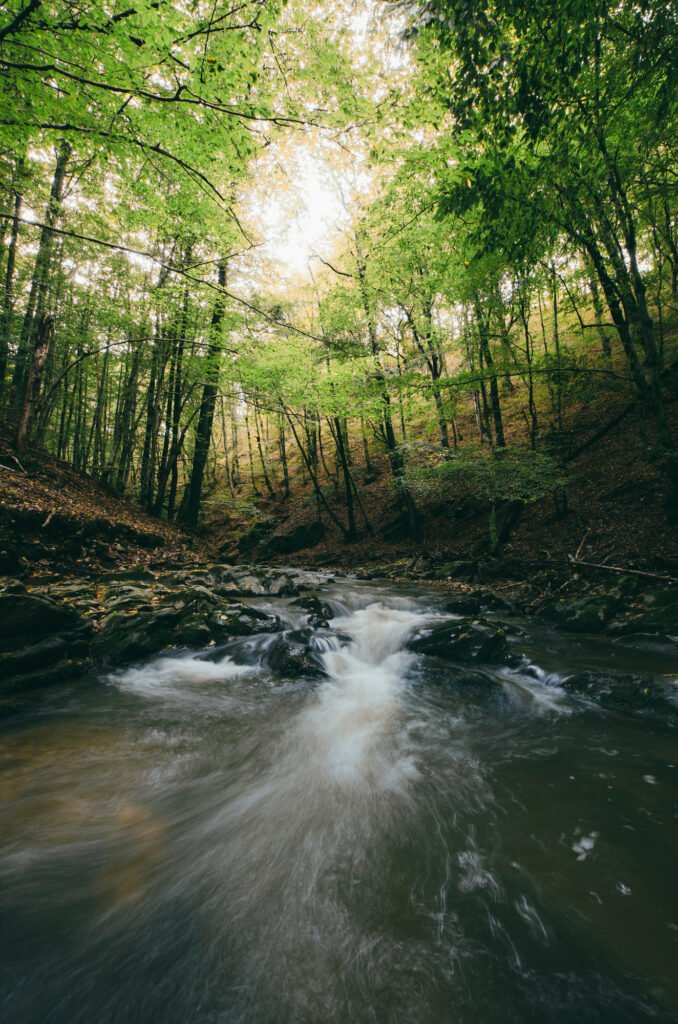 Forest river in autumn