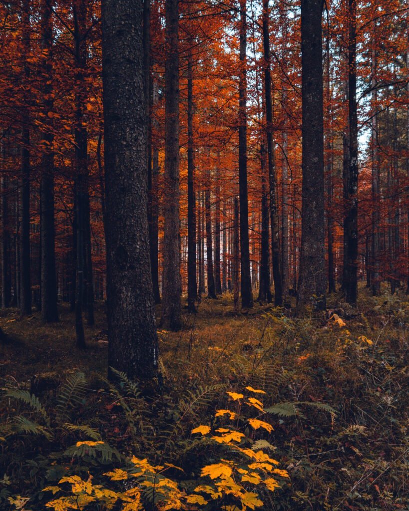Forest view